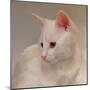 White Kitten-Diane Hoeptner-Mounted Art Print