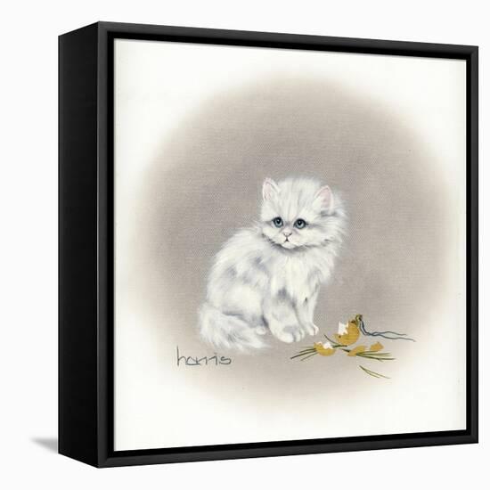 White Kitty (Ornament)-Peggy Harris-Framed Stretched Canvas