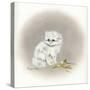 White Kitty (Ornament)-Peggy Harris-Stretched Canvas