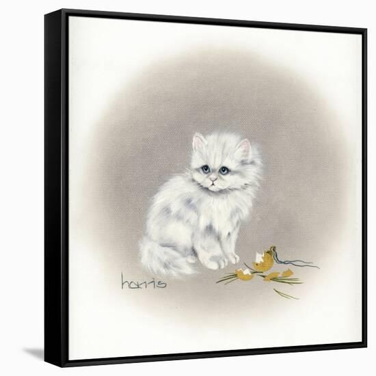 White Kitty (Ornament)-Peggy Harris-Framed Stretched Canvas