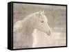 White Knight Serenity-Kimberly Allen-Framed Stretched Canvas