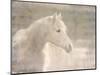 White Knight Serenity-Kimberly Allen-Mounted Art Print