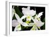 White Lady III-Alan Hausenflock-Framed Photographic Print