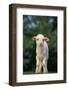 White Lamb-DLILLC-Framed Photographic Print