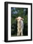 White Lamb-DLILLC-Framed Photographic Print