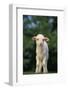 White Lamb-DLILLC-Framed Photographic Print