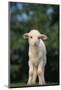 White Lamb-DLILLC-Mounted Photographic Print