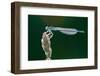 White-Legged Damselfly, Platycnemis Pennipes-Alfons Rumberger-Framed Photographic Print