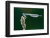 White-Legged Damselfly, Platycnemis Pennipes-Alfons Rumberger-Framed Photographic Print