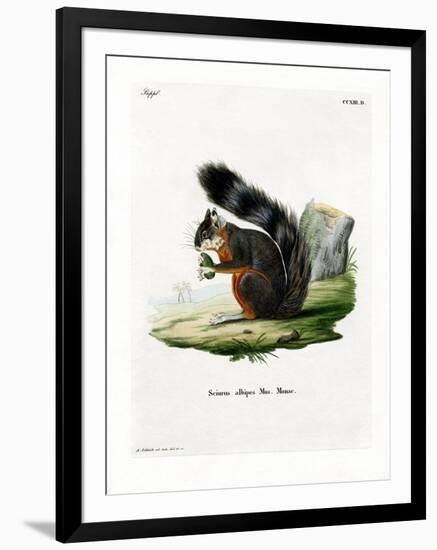 White-Legged Squirrel-null-Framed Giclee Print