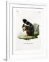 White-Legged Squirrel-null-Framed Giclee Print