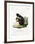 White-Legged Squirrel-null-Framed Giclee Print