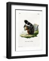 White-Legged Squirrel-null-Framed Premium Giclee Print