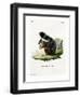 White-Legged Squirrel-null-Framed Premium Giclee Print