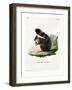 White-Legged Squirrel-null-Framed Giclee Print