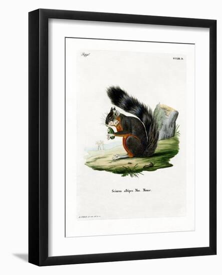 White-Legged Squirrel-null-Framed Giclee Print