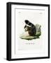 White-Legged Squirrel-null-Framed Giclee Print