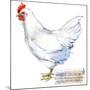 White Leghorn Hen. Poultry Farming. Chicken Breeds Series. Domestic Farm Bird-Faenkova Elena-Mounted Art Print