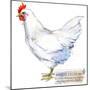 White Leghorn Hen. Poultry Farming. Chicken Breeds Series. Domestic Farm Bird-Faenkova Elena-Mounted Art Print