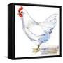 White Leghorn Hen. Poultry Farming. Chicken Breeds Series. Domestic Farm Bird-Faenkova Elena-Framed Stretched Canvas