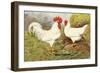 White Leghorns-null-Framed Art Print