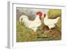 White Leghorns-null-Framed Art Print