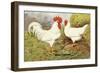 White Leghorns-null-Framed Art Print