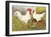 White Leghorns-null-Framed Art Print