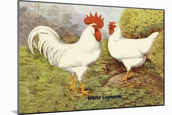 White Leghorns-null-Mounted Art Print