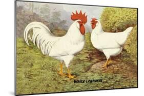 White Leghorns-null-Mounted Art Print