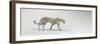 White Leopard-Bobbie Goodrich-Framed Giclee Print