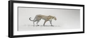 White Leopard-Bobbie Goodrich-Framed Giclee Print