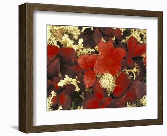 White Lichens and Blueberry in Denali National Park, Alaska, USA-Stuart Westmoreland-Framed Photographic Print