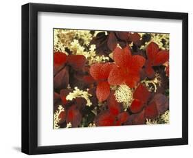 White Lichens and Blueberry in Denali National Park, Alaska, USA-Stuart Westmoreland-Framed Photographic Print