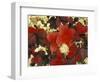 White Lichens and Blueberry in Denali National Park, Alaska, USA-Stuart Westmoreland-Framed Photographic Print