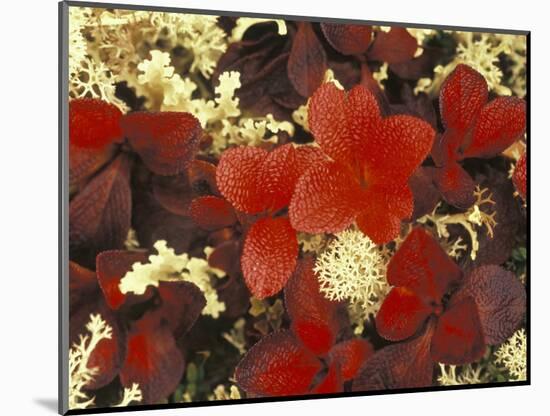 White Lichens and Blueberry in Denali National Park, Alaska, USA-Stuart Westmoreland-Mounted Photographic Print