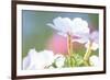 White Light-Karin Connolly-Framed Art Print