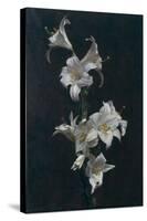 White Lilies, c.1883-Henri Fantin-Latour-Stretched Canvas