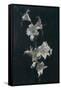 White Lilies, c.1883-Henri Fantin-Latour-Framed Stretched Canvas