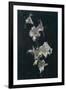 White Lilies, c.1883-Henri Fantin-Latour-Framed Premium Giclee Print