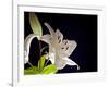 White Lilies I-Monika Burkhart-Framed Photographic Print