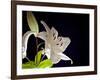White Lilies I-Monika Burkhart-Framed Photographic Print