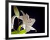 White Lilies I-Monika Burkhart-Framed Photographic Print