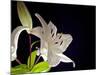 White Lilies I-Monika Burkhart-Mounted Photographic Print