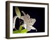 White Lilies I-Monika Burkhart-Framed Photographic Print