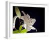 White Lilies I-Monika Burkhart-Framed Photographic Print