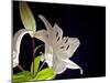 White Lilies I-Monika Burkhart-Mounted Photographic Print