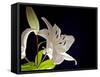 White Lilies I-Monika Burkhart-Framed Stretched Canvas