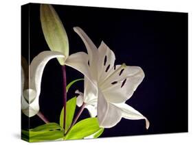 White Lilies I-Monika Burkhart-Stretched Canvas
