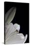 White Lilies III-Monika Burkhart-Stretched Canvas